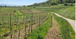Kaiserstuhl & Elsass
