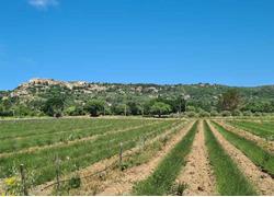 provence-2026-1